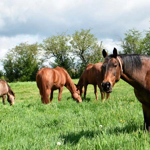 Pension pour chevaux à —, —